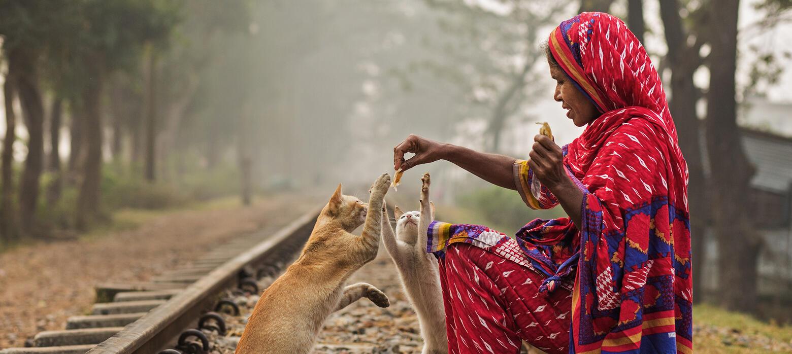 woman feeding food to cats along a train track