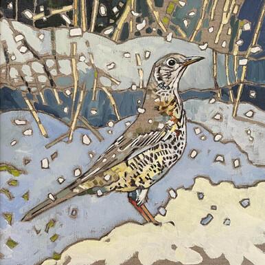 Mistle Thrush