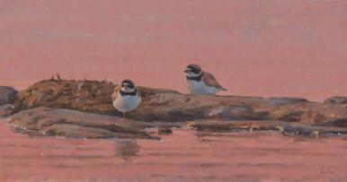 Plovers resting