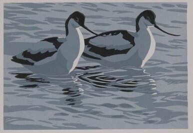 Spring Avocets