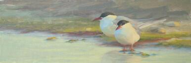 Arctic Terns, resting by the lagoons edge