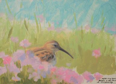 Dunlin in the Sea Thrift