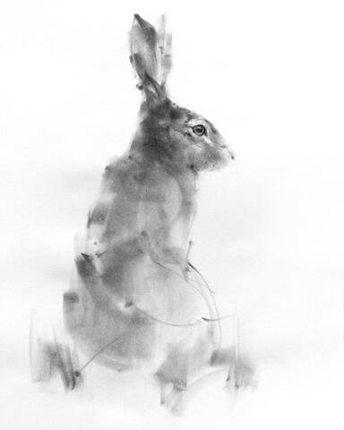 The young Hare