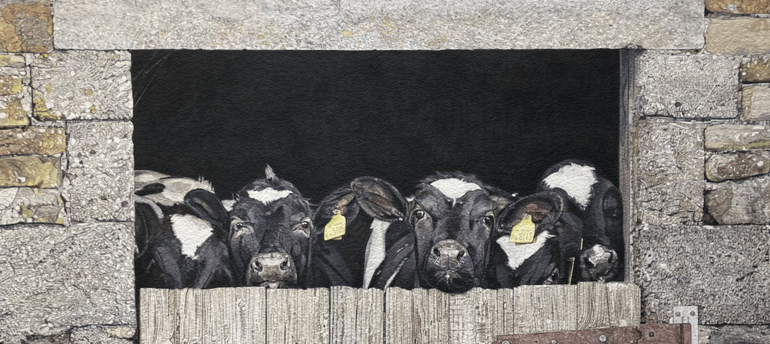 Watercolour painting of cows in a shed