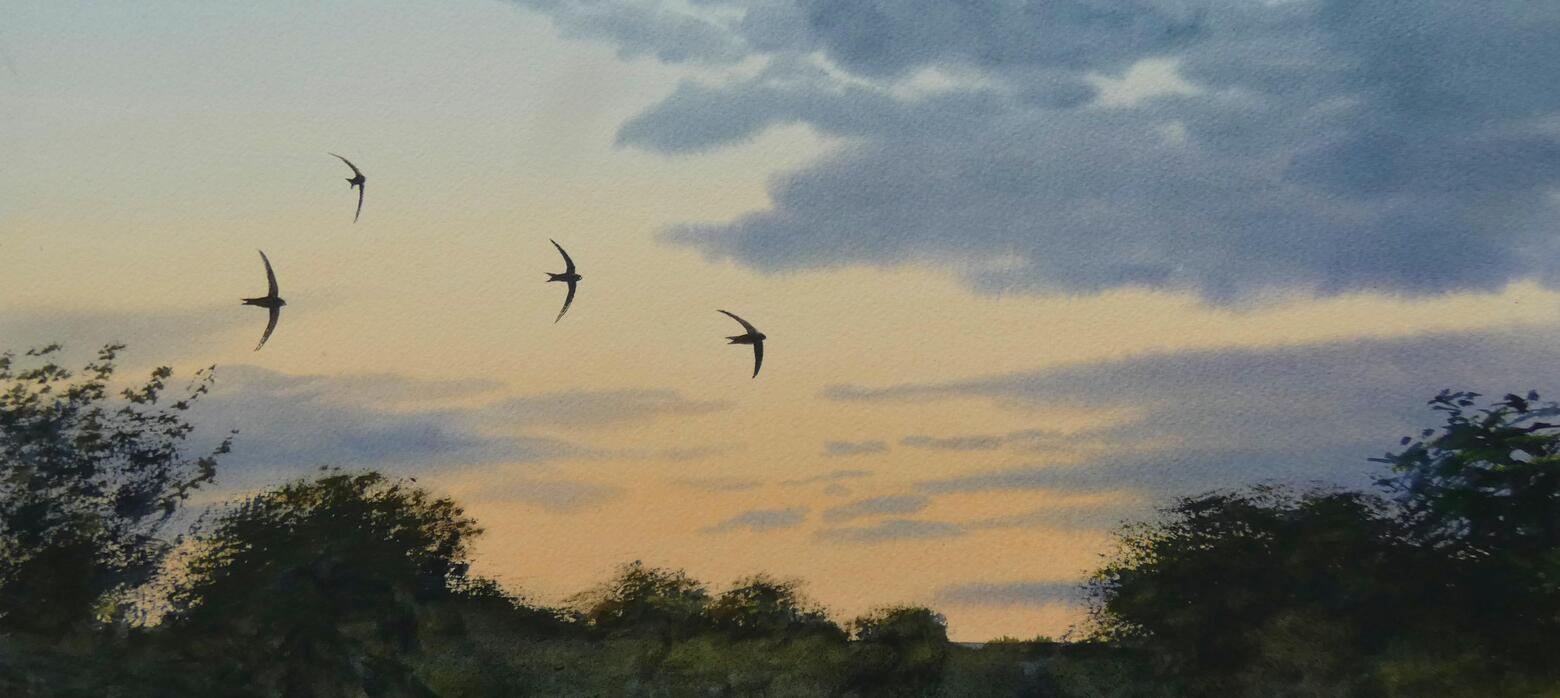 Swifts flying