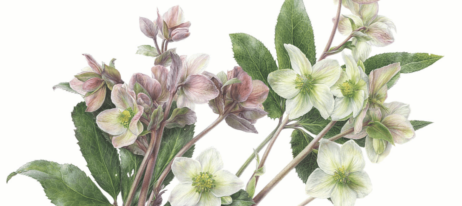 Drawing of White and Pink Hellebores