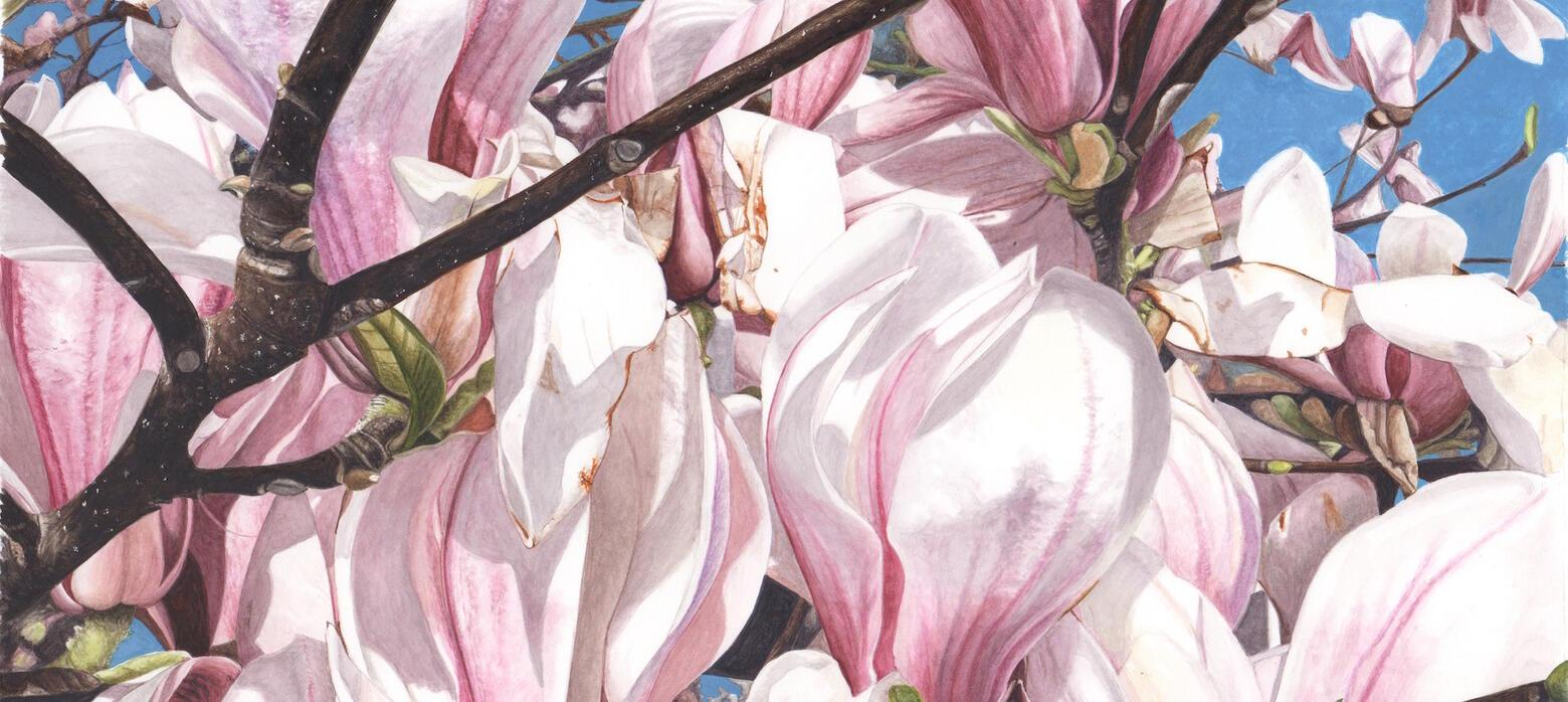 Banner-Janice-Gazetas-Magnolia.jpg