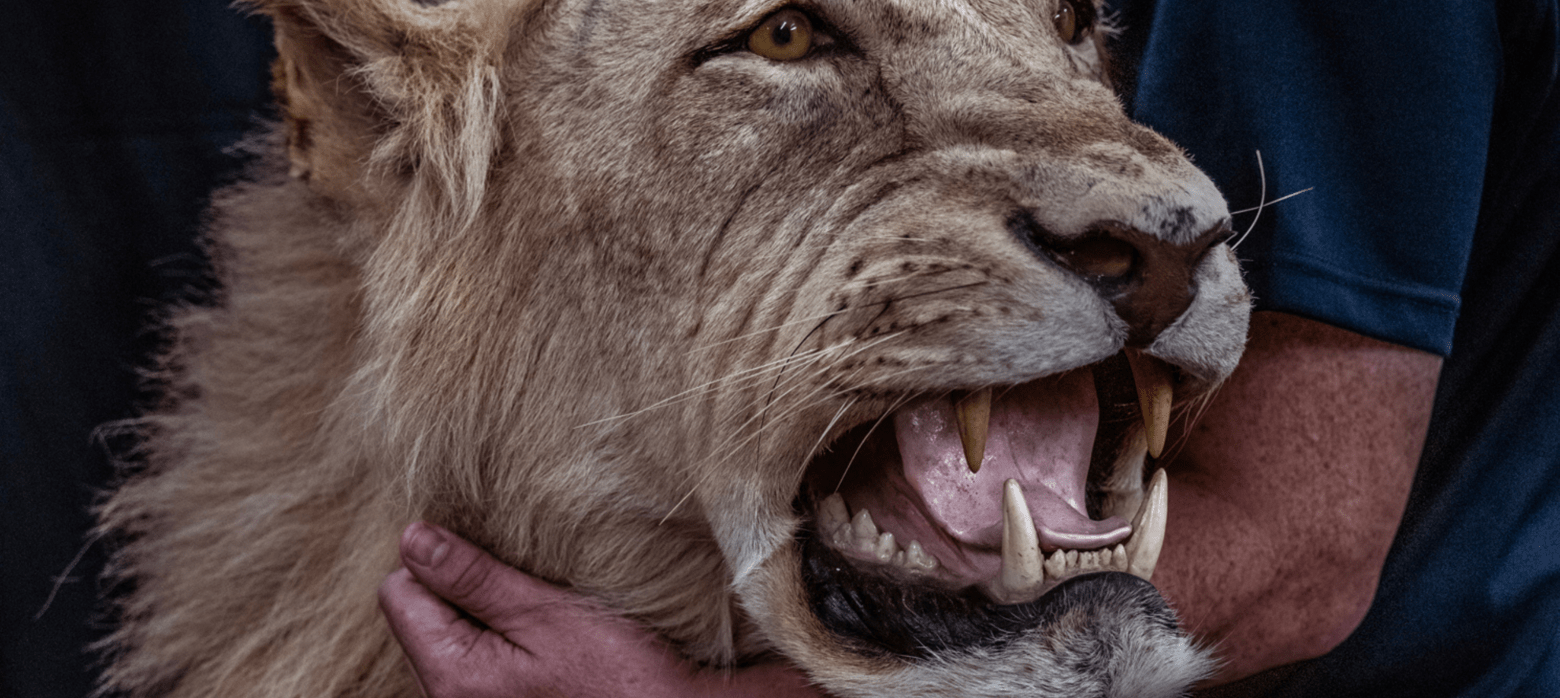 A lion head in the arms of a man, the product of trophy hunting