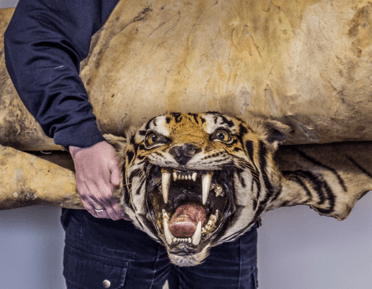 a tiger rug in the hands of a man