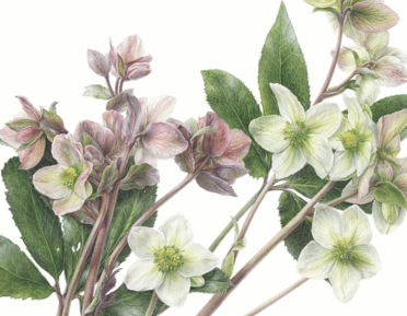 Drawing of White and Pink Hellebores