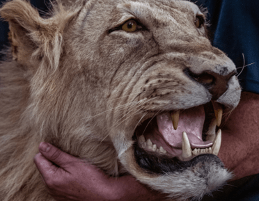 A lion head in the arms of a man, the product of trophy hunting